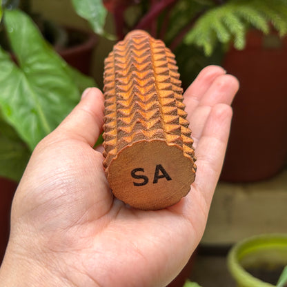 Porcupine massage roller